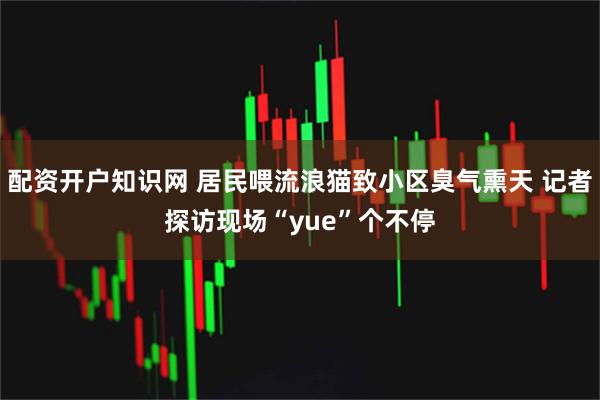 配资开户知识网 居民喂流浪猫致小区臭气熏天 记者探访现场“yue”个不停